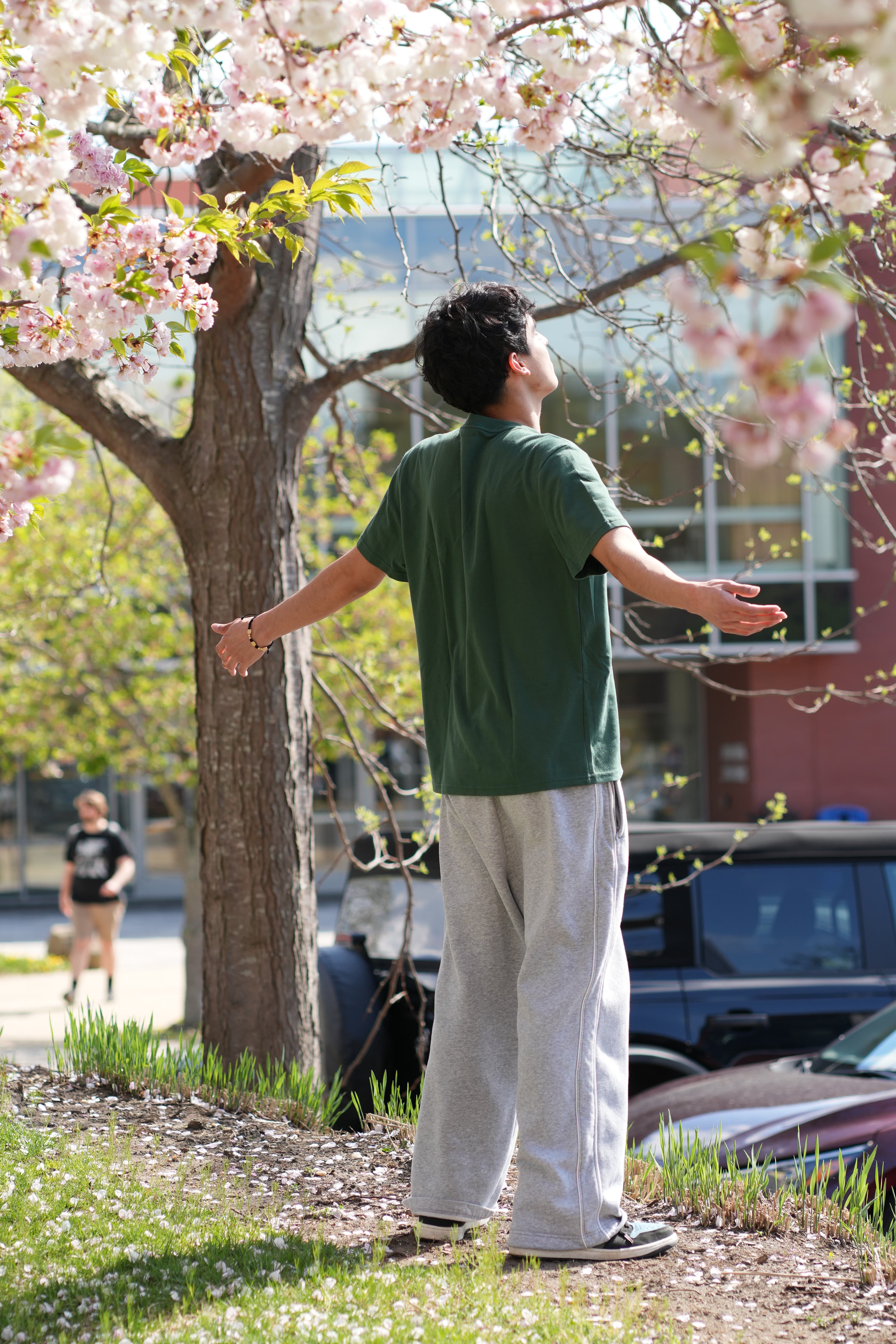 Walking under cherry blossom trees in spring