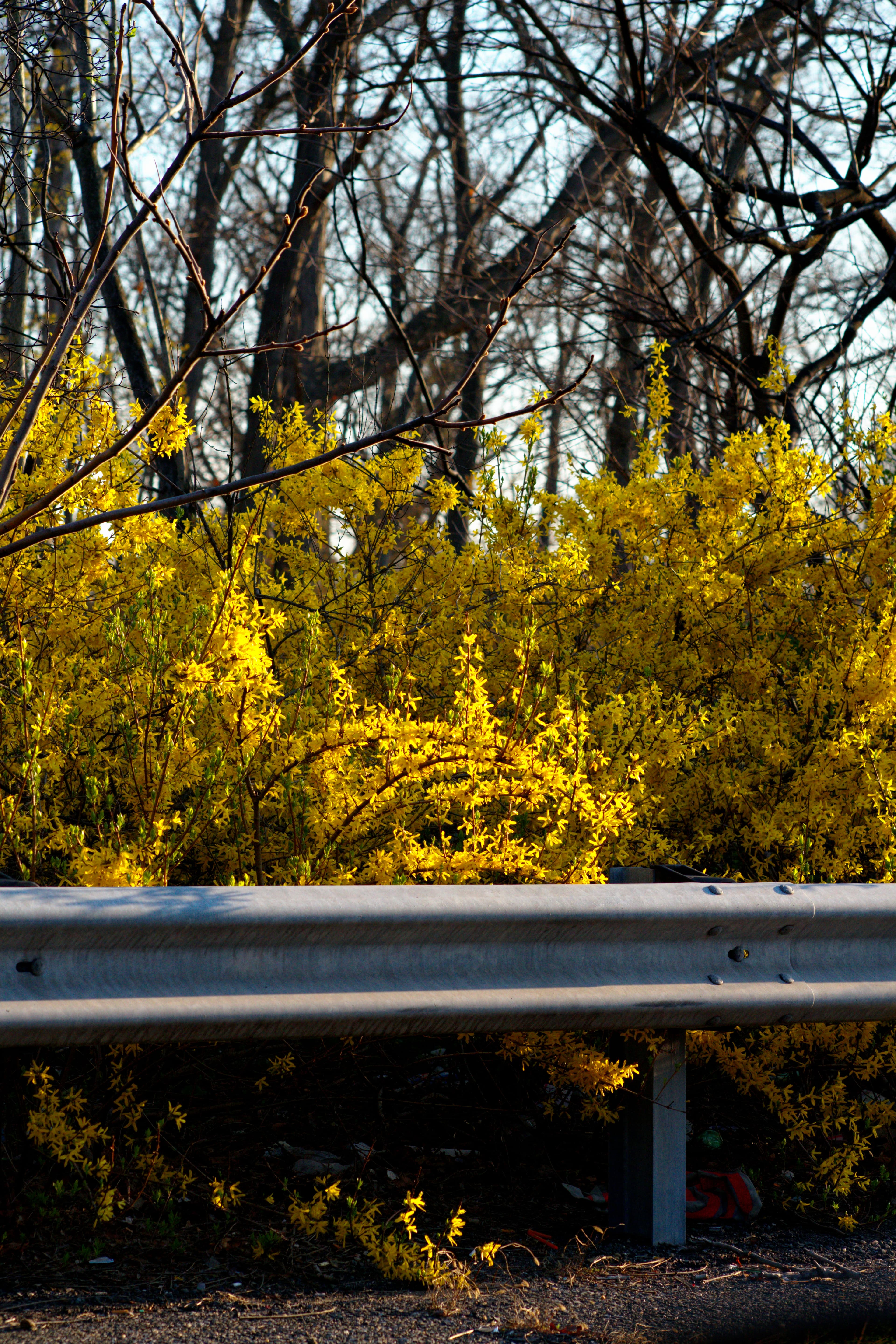 Yellow forsythia flowers behind a metal guardrail